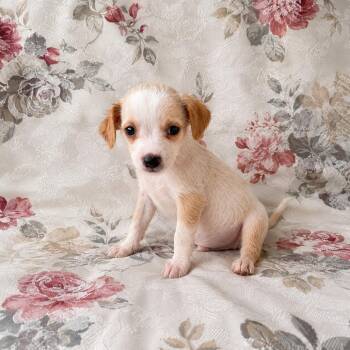 Curry -  Chihuahua Dog for Adoption in Tucson, Arizona - Curry | PetCurious