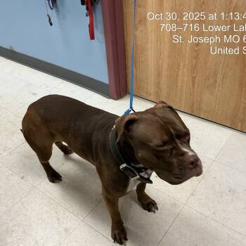 Rescue Mixed Breed Dogs for Adoption in Saint Joseph, Missouri - Coco (Celine) | PetCurious