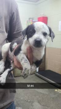 Pit Bull Terrier Dogs Available for Adoption in Swainsboro, Georgia - Eric | PetCurious
