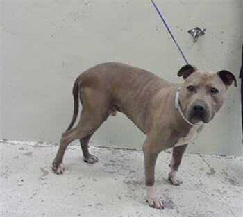 NIMBUS -  Staffordshire Bull Terrier and Mixed Breed Dog Available for Adoption in Houston, Texas - NIMBUS | PetCurious