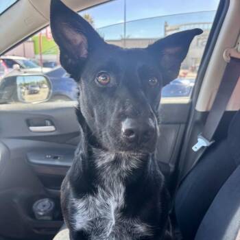 Australian Cattle Dog Blue Heeler and Mixed Breed Dogs Available for Adoption in Houston, Texas - Lorelai | PetCurious