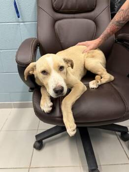 CANYON -  Labrador Retriever and German Shepherd Dog Dog Available for Adoption in Corpus Christi, Texas - CANYON | PetCurious