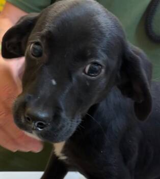 Feist Dogs Available for Adoption in Elizabethton, Tennessee - RAIN | PetCurious