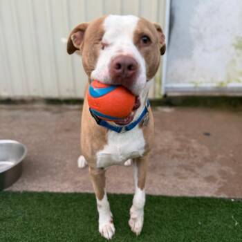 Theodore -  American Staffordshire Terrier and Mixed Breed Dog for Adoption in Houston, Texas - Theodore | PetCurious