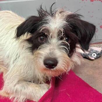 Arnold -  Jack Russell Terrier and Miniature Schnauzer Dog for Adoption in Boulder, Colorado - Arnold | PetCurious