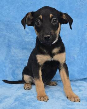 Rescue Australian Cattle Dog Blue Heeler and Australian Kelpie Dogs for Adoption in New York, New York - Infinity *foster Needed* | PetCurious