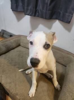 JAX -  Pit Bull Terrier Dog for Adoption in Broomfield, Colorado - JAX | PetCurious