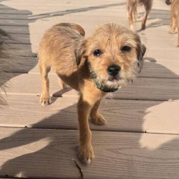 Bridges -  Cairn Terrier and Mixed Breed Dog for Adoption - Bridges | PetCurious