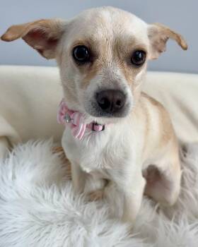Amethyst -  Chihuahua and Terrier Dog for Adoption in Lawrenceville, Georgia - Amethyst | PetCurious