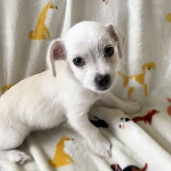 Rescue Chihuahua and Mixed Breed Dogs for Adoption in Houston, Texas - Belina | PetCurious