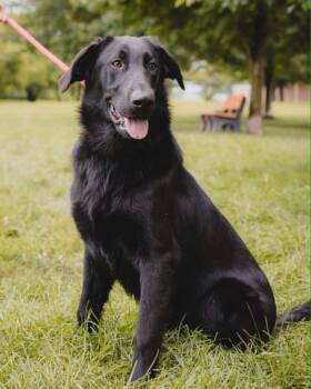 Max -  Labrador Retriever Dog for Adoption in Springfield, Illinois - Max | PetCurious