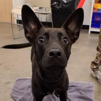 Bagel -  Mixed Breed Dog for Adoption in Voorhees Township, New Jersey - Bagel | PetCurious