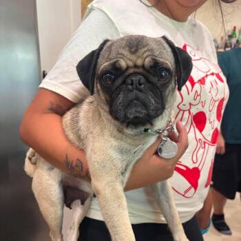 CocoLoco *Arriving 7/25* D11763 -  Pug and Mixed Breed Dog for Adoption - CocoLoco *Arriving 7/25* D11763 | PetCurious