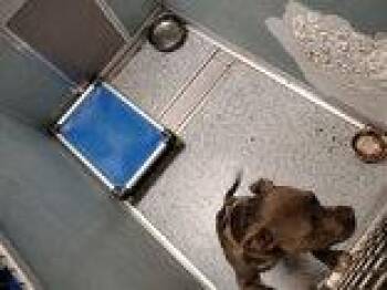 Rescue Pit Bull Terrier Dogs for Adoption in Baton Rouge, Louisiana - Big Brain | PetCurious