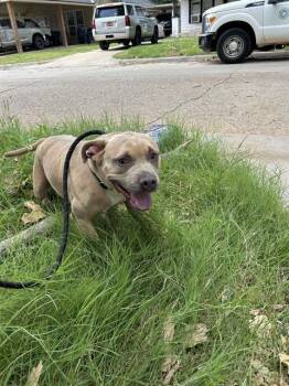 LELO -  Pit Bull Terrier and Mixed Breed Dog for Adoption in Oklahoma City, Oklahoma - LELO | PetCurious