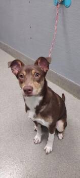 Rescue Australian Kelpie Dogs for Adoption in Las Vegas, Nevada - XENO | PetCurious