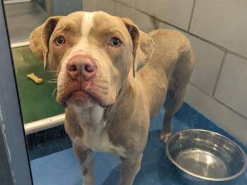 MIKEY -  Mixed Breed Dog for Adoption in Dallas, Texas - MIKEY | PetCurious