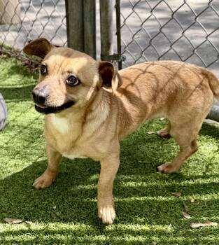 Terrier Dogs Available for Adoption - Darwin | PetCurious