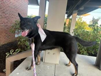 Dani -  Mixed Breed Dog for Adoption in Cincinnati, Ohio - Dani | PetCurious