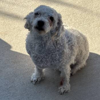 Princess Buttercup -  Miniature Poodle Dog for Adoption in Estes Park, Colorado - Princess Buttercup | PetCurious