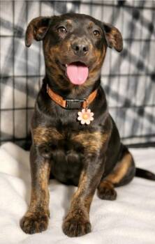 Shepherd Dogs Available for Adoption - Midnight  | PetCurious