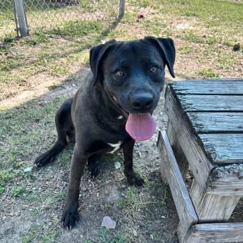 Rescue Terrier Dogs for Adoption in Paramus, New Jersey - Mercury | PetCurious