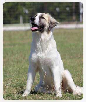 Rescue Great Pyrenees Dogs for Adoption in Columbia, Maryland - Bianca Cs | PetCurious