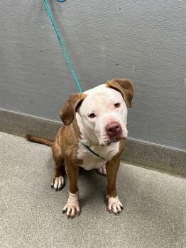 MAYA -  Pit Bull Terrier Dog for Adoption in Las Vegas, Nevada - MAYA | PetCurious