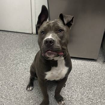 Rescue Pit Bull Terrier Dogs for Adoption in Las Vegas, Nevada - Josephine | PetCurious