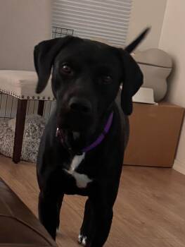 Coal -  Labrador Retriever Dog for Adoption in Mesa, Arizona - Coal | PetCurious
