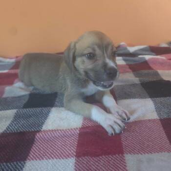 Venus -  Anatolian Shepherd and Mixed Breed Dog for Adoption in Aberdeen, North Carolina - Venus | PetCurious
