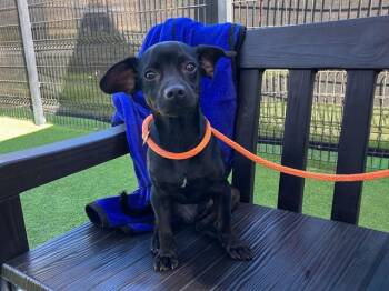 QUESARITO -  Chihuahua Dog for Adoption in Tustin, California - QUESARITO | PetCurious