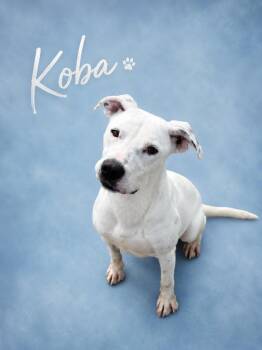 Koba -  Mixed Breed Dog Available for Adoption in Waverly, New York - Koba | PetCurious