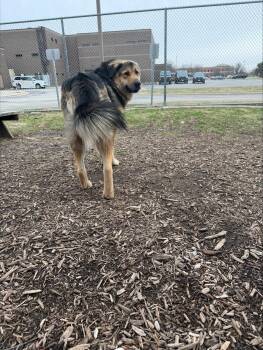 Tibetan Mastiff and German Shepherd Dog Dogs Available for Adoption - Junior | PetCurious