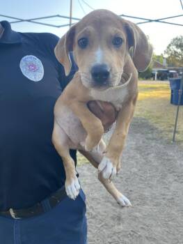 BJ -  Mixed Breed Dog for Adoption in Dallas, Texas - BJ | PetCurious