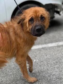 Emerlee -  Mixed Breed Dog for Adoption in Leitchfield, Kentucky - Emerlee | PetCurious