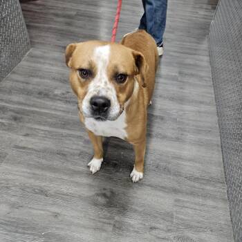 Billy -  Pit Bull Terrier Dog for Adoption in Ridgely, Maryland - Billy | PetCurious