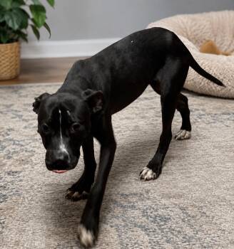 Otis -  Labrador Retriever and Boxer Dog for Adoption in Petersburg, Virginia - Otis | PetCurious