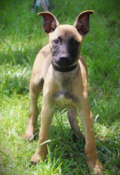 Scout-12wks-Neuter Contract Required $425 -  German Shepherd Dog and Belgian Shepherd Malinois Dog for Adoption in Holly Hill, South Carolina - Scout-12wks-Neuter Contract Required $425 | PetCurious