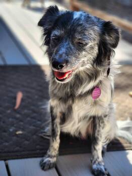 Splash -  Australian Shepherd and Australian Cattle Dog Blue Heeler Dog for Adoption in Paso Robles, California - Splash | PetCurious