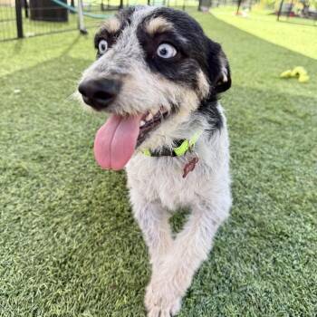 Eddie -  Terrier Dog for Adoption in Agoura Hills, California - Eddie | PetCurious