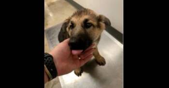 German Shepherd Dog Dogs Available for Adoption - Detective Litter: Miss Marple | PetCurious