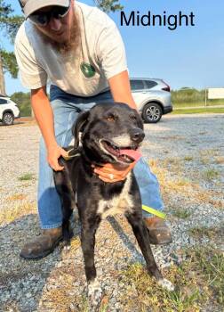 Midnight Lab Mix Turn Key 5 year old boy -  Black Labrador Retriever Dog for Adoption in Charlottesville, Virginia - Midnight Lab Mix Turn Key 5 Year Old Boy | PetCurious