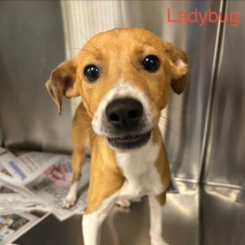 Mixed Breed Dogs Available for Adoption in Knoxville, Tennessee - Ladybug | PetCurious