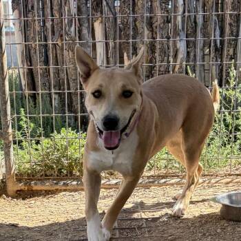 Ramona -  Mixed Breed Dog for Adoption in Taos, New Mexico - Ramona | PetCurious