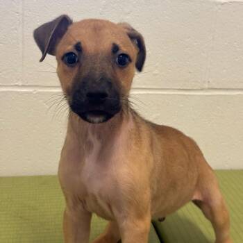 Ardie -  Labrador Retriever and Hound Dog for Adoption in League City, Texas - Ardie | PetCurious