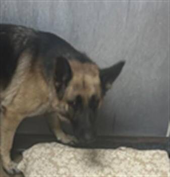 PENELOPE PITSTOP -  German Shepherd Dog Dog for Adoption in Martinez, California - PENELOPE PITSTOP | PetCurious