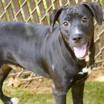 Luigi -  Labrador Retriever and Mixed Breed Dog for Adoption in Hopkinton, Massachusetts - Luigi | PetCurious