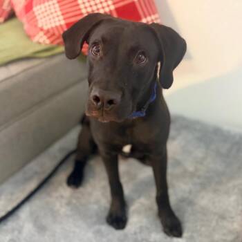 Razzle -  Black Labrador Retriever Dog for Adoption in Belleville, Illinois - Razzle | PetCurious