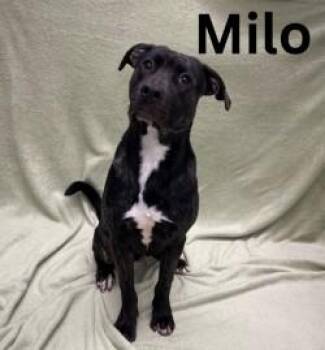 Rescue Labrador Retriever Dogs for Adoption in Pleasantville, New Jersey - Milo | PetCurious